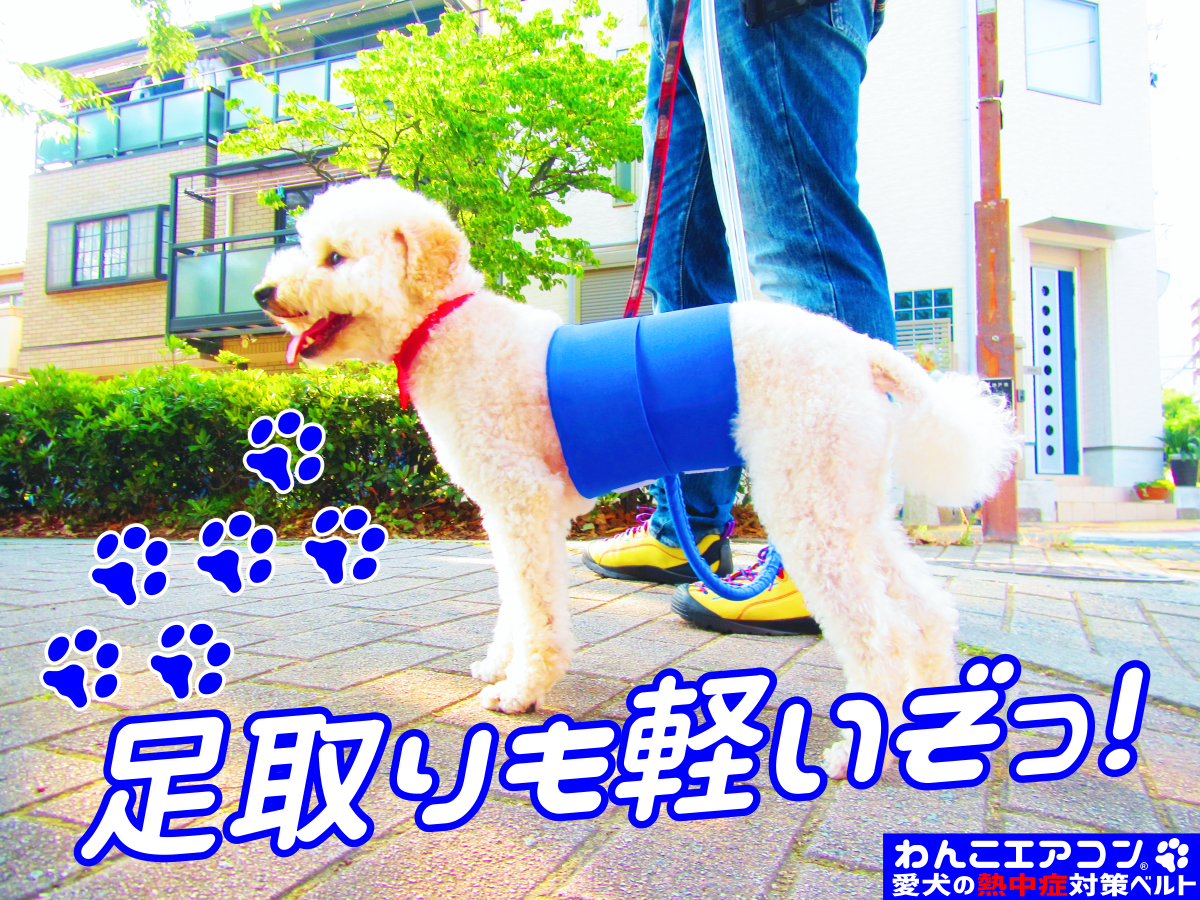 足取りも軽い?わんこエアコン!