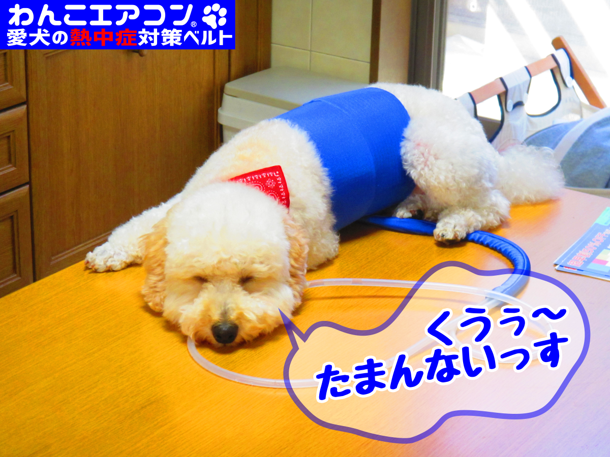 冷たくて気持ちよい!わんこエアコン