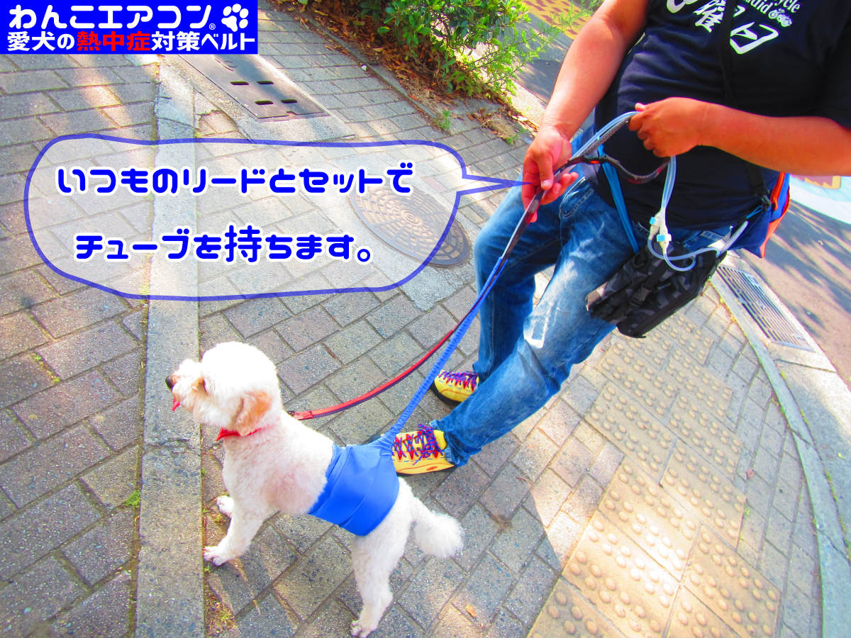 犬の熱中症対策 散歩